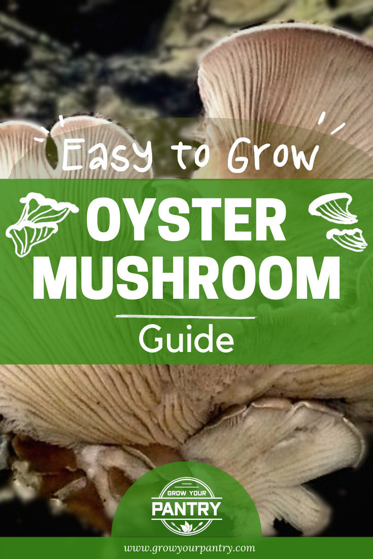 how_to_grow_oyster_mushrooms_infographic