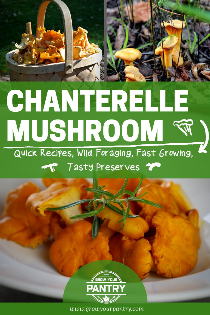 chanterelle_mushroom_guide_infographic