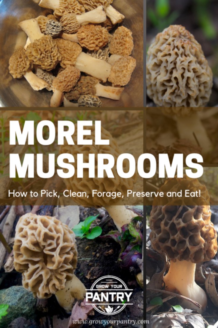 morel_mushroom_infographic