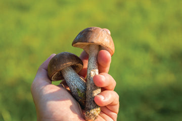 mushrooms_in_hands