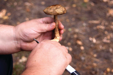 cutting_mushroom