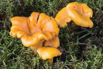 wild_mushroom_growing