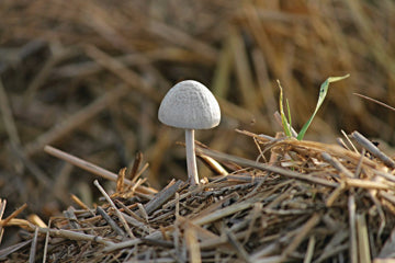 straw_mushroom_growing_wild
