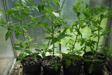 tomatoes_growing_in_pots
