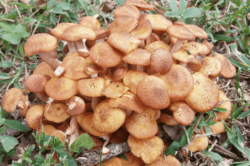 honey_mushrooms_growing