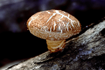 mushroom_growing