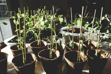 tomatoes_growing