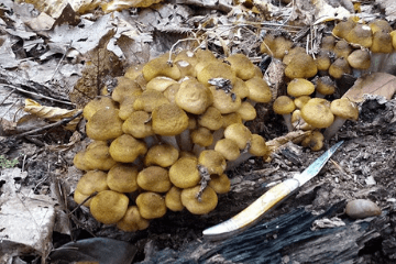 foraging_for_mushrooms
