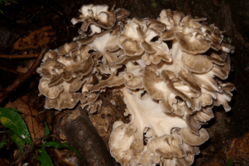 maitake_mushrooms_growing_oak_tree