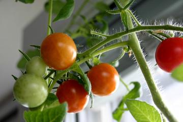 tomatoes_on_a_vine