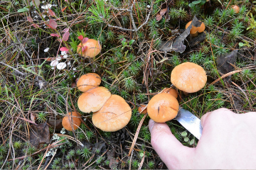 cutting_a_wild_mushroom