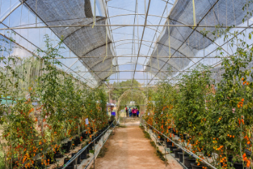 tomatoes_growing_in_a_greenhouse