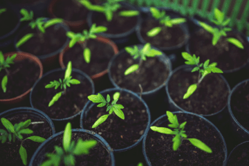tomatoes_growing_in_pots