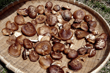 dried_mushroom