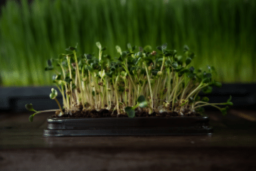 microgreens_growing