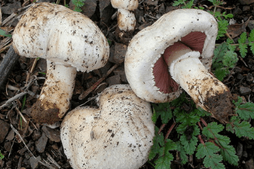 foraged_mushrooms_from_ground
