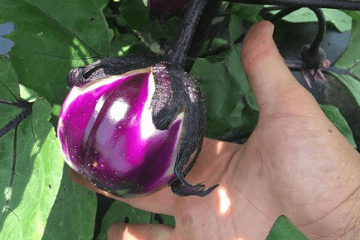 barabella_eggplant