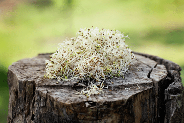 alfalfa_sprouts