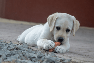 puppy_eating_treats