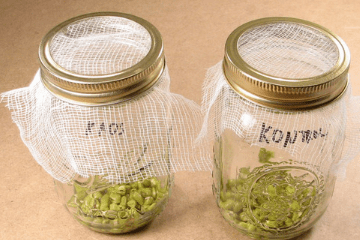 mung_beans_canning