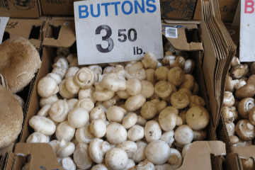 button_mushrooms_for_sale