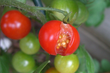 growing_cherry_tomato