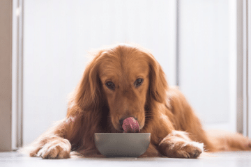 golden_retriever_eating