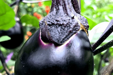kamo_eggplant