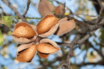 almonds_on_tree