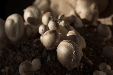 mushroom_log