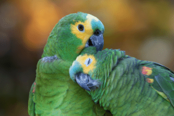 parrots_hugging