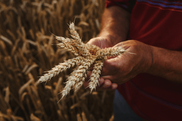 wheat_in_hands