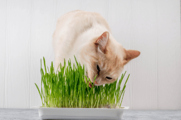 cat_eating_wheatgrass