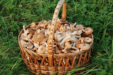 basket_full_of_mushrooms