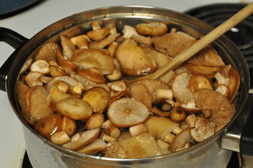 boiling_honey_mushrooms_in_a_large_pan