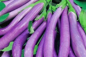 prospera_eggplant