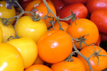 ripe_tomatoes_orange_yellow_red