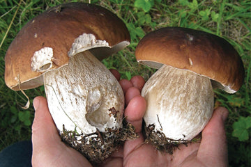 mushrooms_in_hand