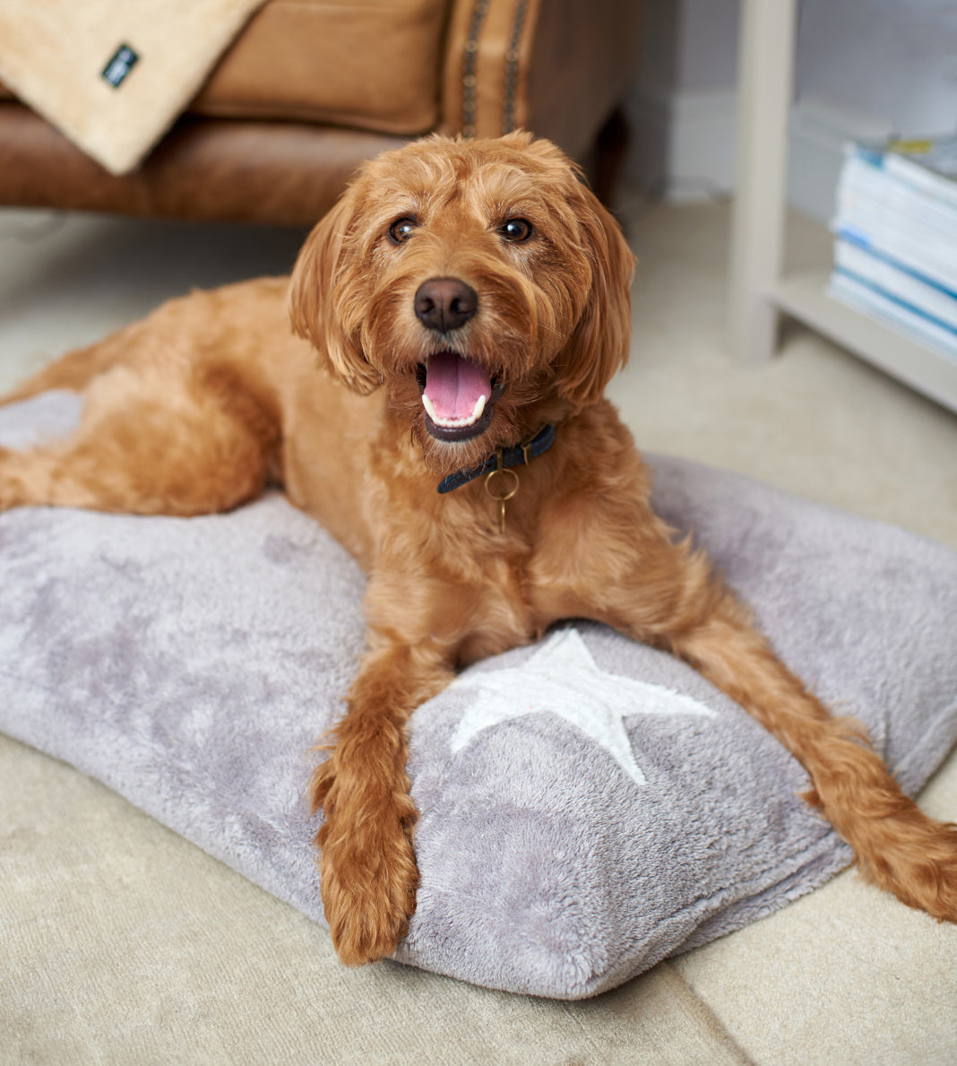 Frankie on Large Memory Foam Pillow with Star