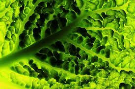 Chlorophyll Shot 2oz
