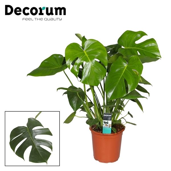 Monstera Deliciosa Biohydro