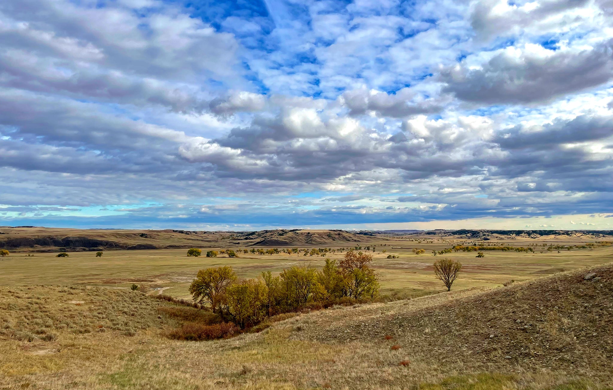 Beauty & Buffalo In The Great Plains