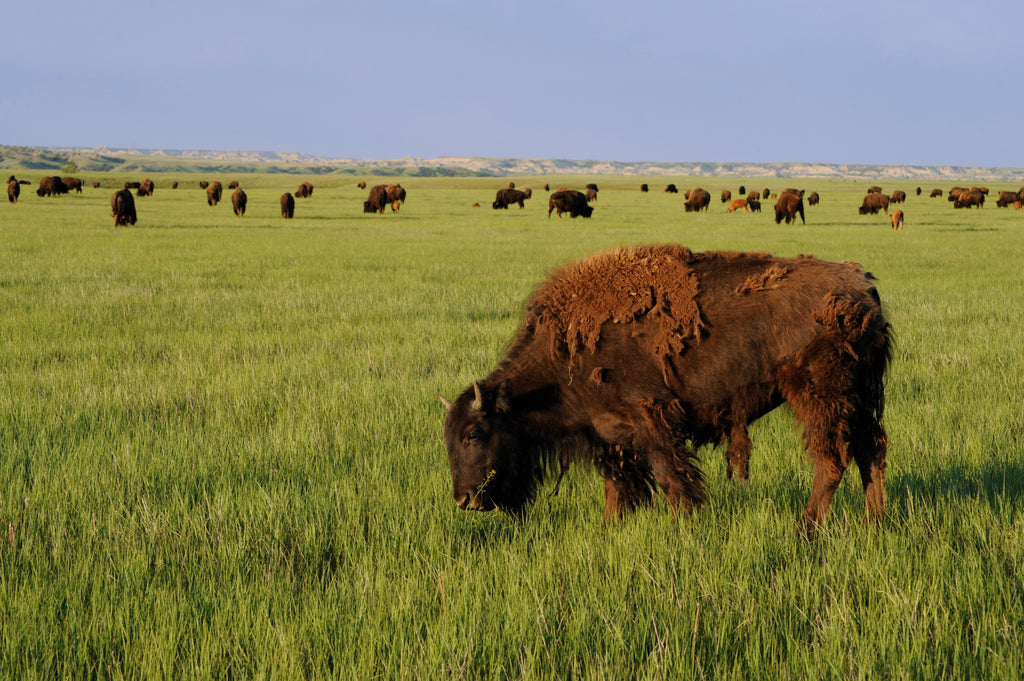 Buffalo grazing in a field