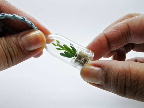 Miniature Terrarium Plants - Live Necklace Plants - BooBoo Plant