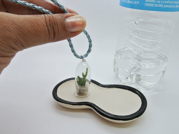Live Cacti Necklace plants - Terrarium necklace watering