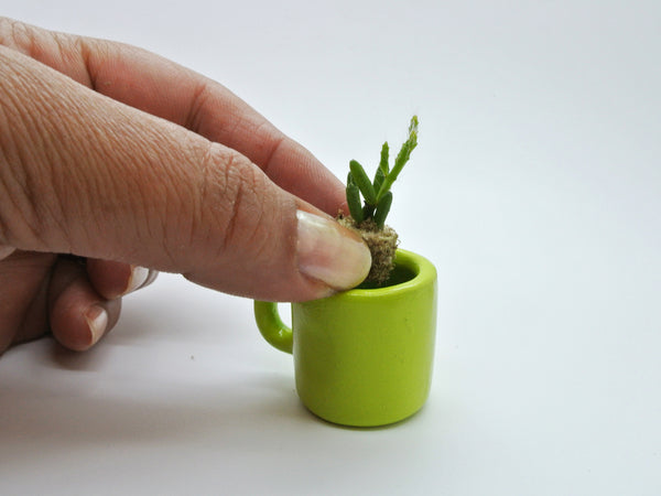 Transplanting Miniature Desktop garden cacti and succulent plants