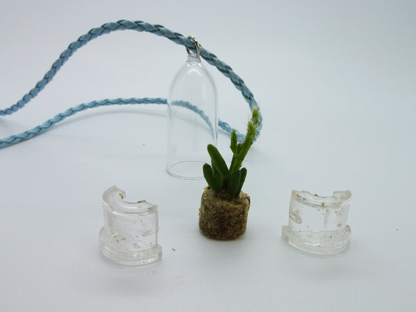 Live Succulent Necklace plants - BooBoo Plant