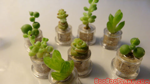 BooBoo plant mini Bocho