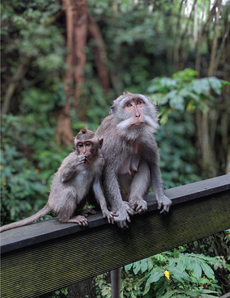 A Pair in the Monkey Forest, Ubud, Bali, by Distil Union