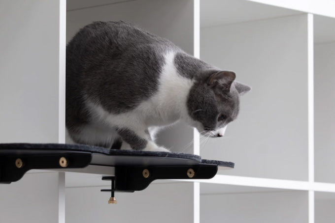 Kickstarter - CATSSUP cat shelving furniture system